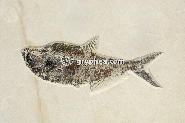 Poisson fossiles (non déterminé) - gryphea.com